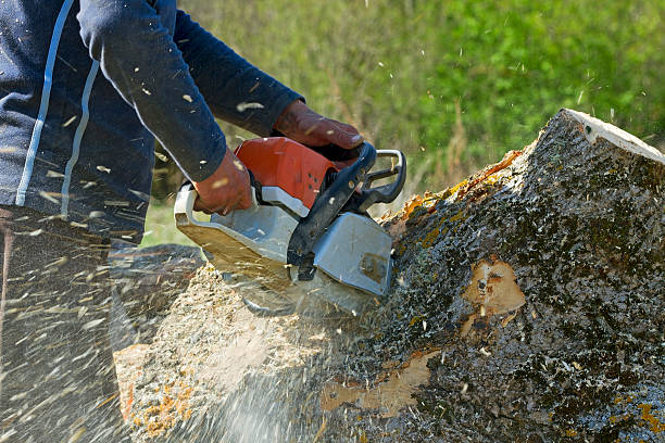 How Our Tree Care Process Works  in  Lacey, WA